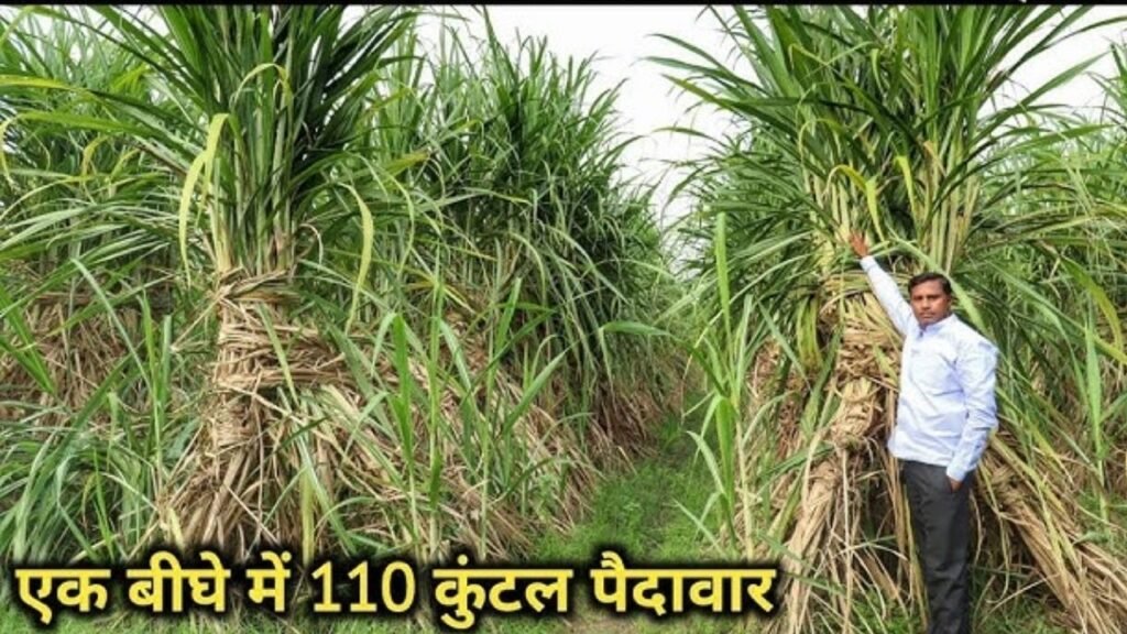 Sugarcane